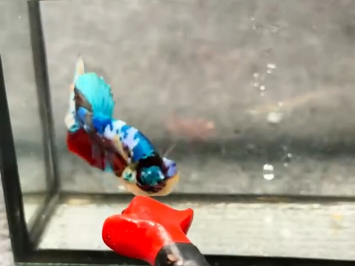 Black Nemo