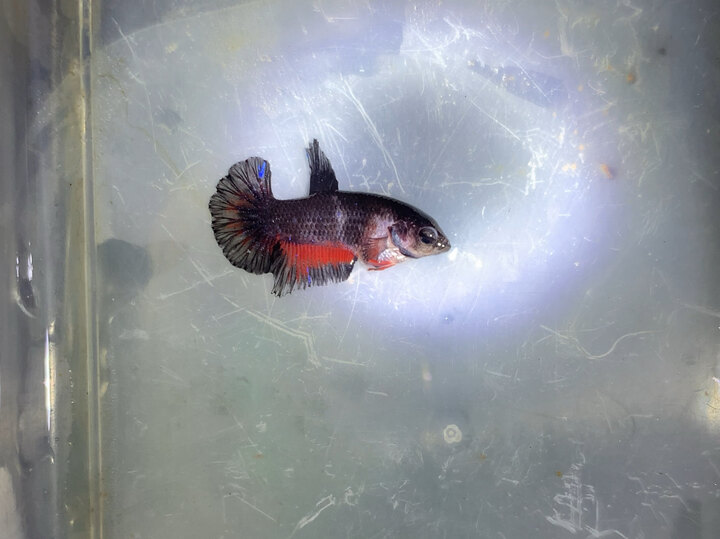 Black nemo