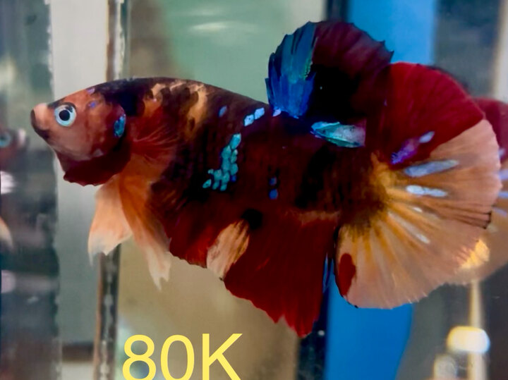 80K BLACK NEMO GALAXY