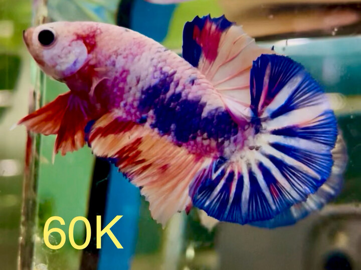 60K NEMO CANDY