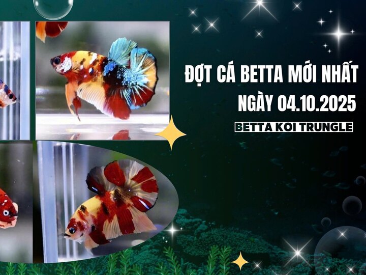 Xem Full Youtube Shop Betta Koi Trung Le