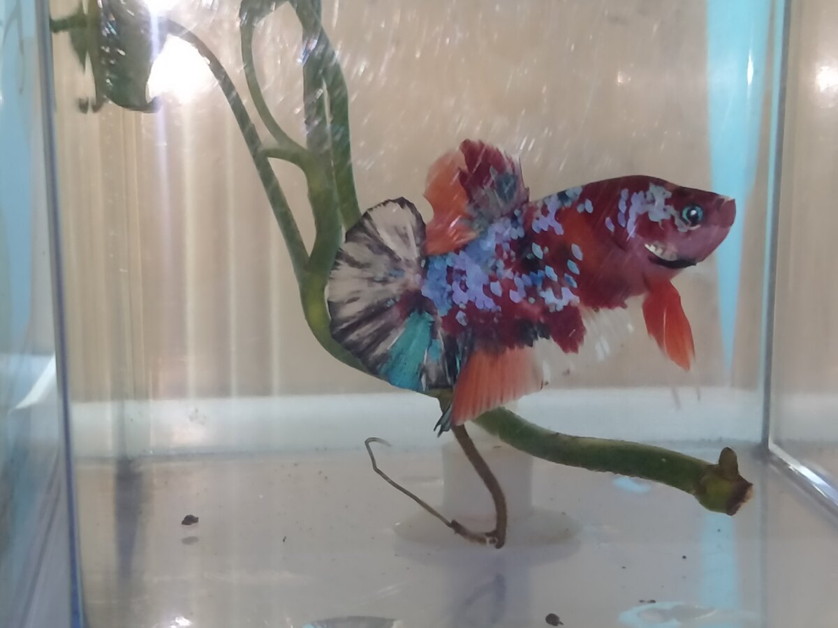 Nemo multi color galaxy
