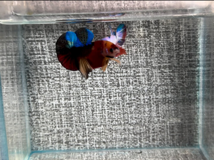Black Nemo