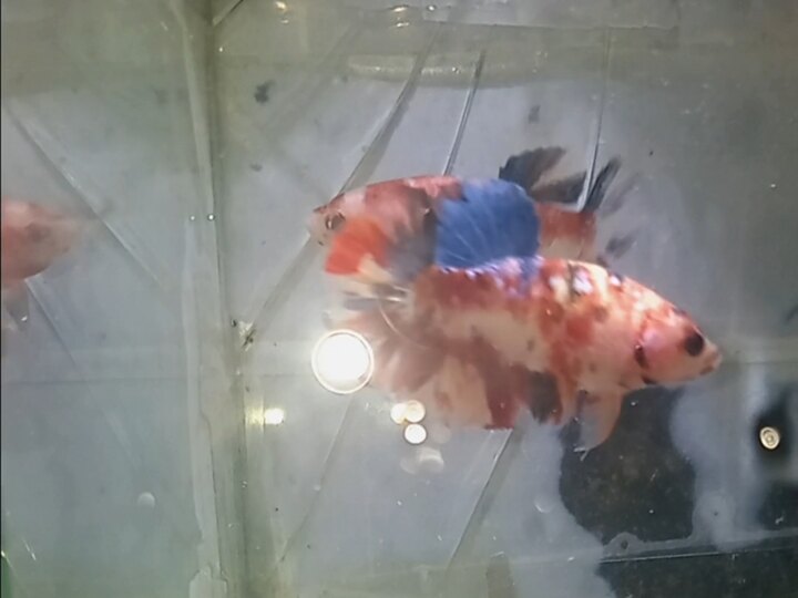 Betta nemo