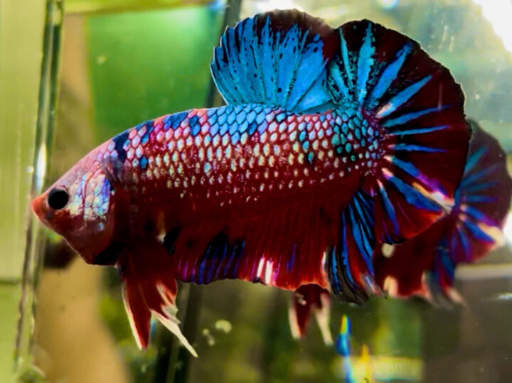 80K NEMO METALLIC NỀN ĐỎ