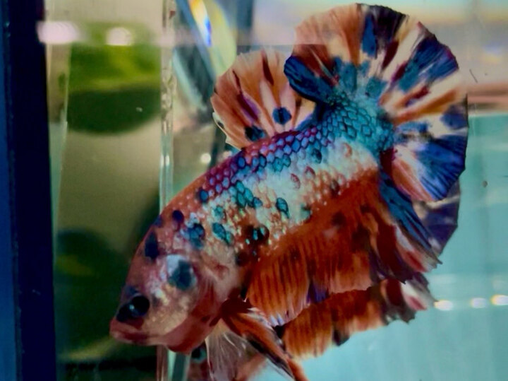 80K NEMO METALLIC