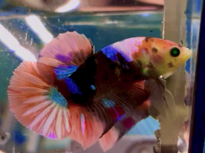 50K BLACK NEMO NEON TƠ