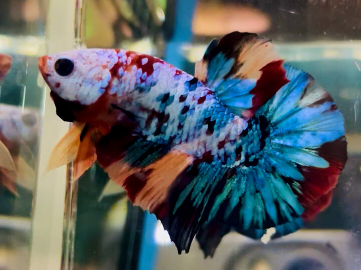 80K NEMO MULTI GIÁP TRẮNG JUNIOR