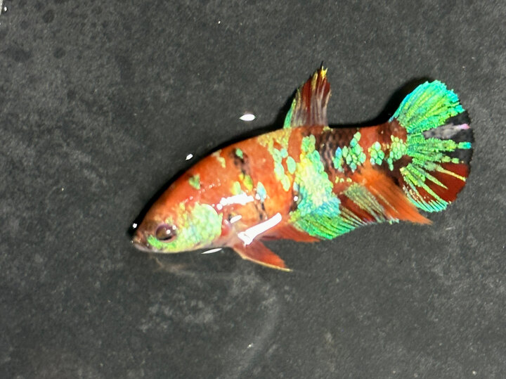 Nemo galaxy