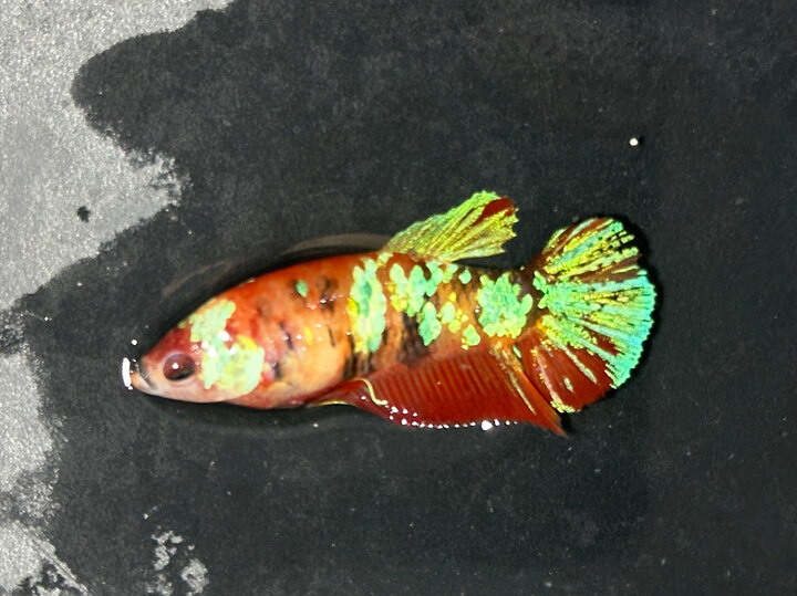 Nemo galaxy