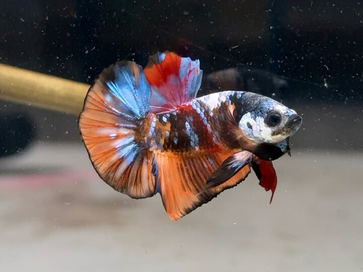 Black nemo