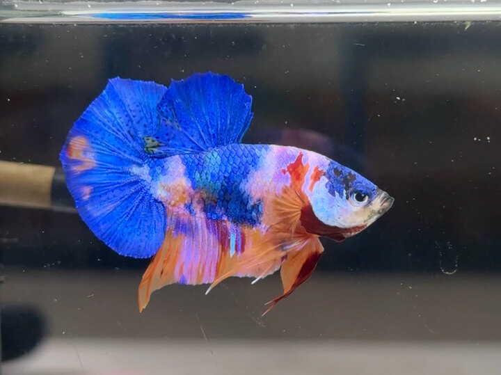 Koi multicolor