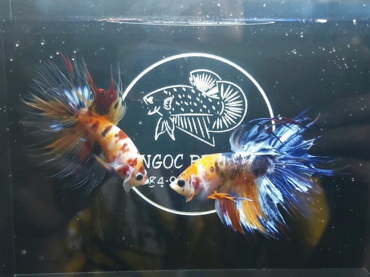 Nemo crowntail