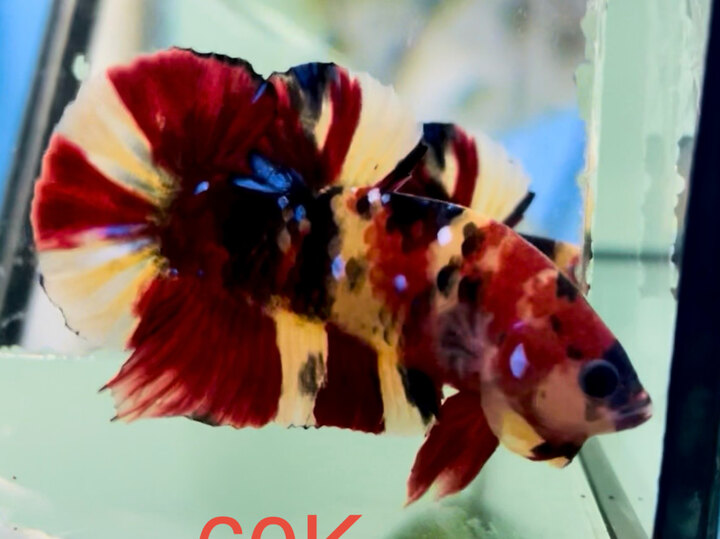 60K NEMO GLX ĐỎ ĐẬM