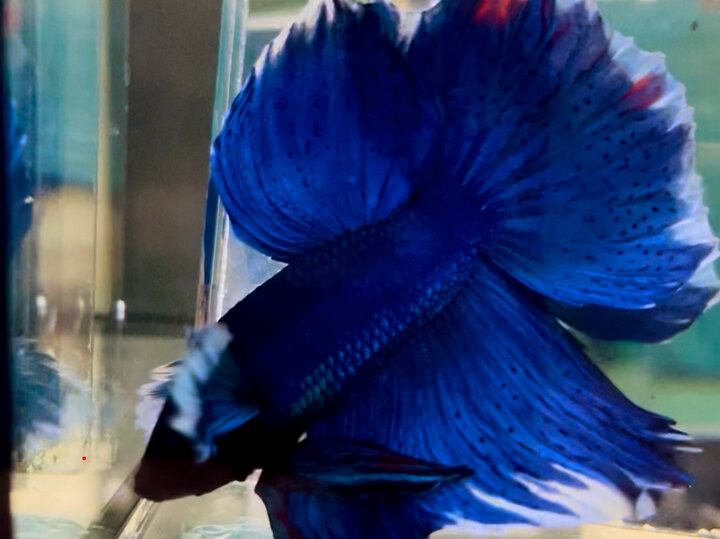 50K DUMBO BLUE HM