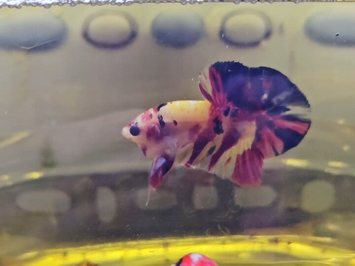 Nemo yellow base