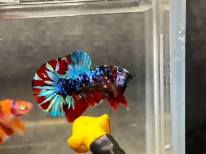 Koi red Glx