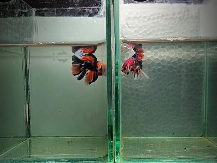 Metalic 150k, ship 30k toàn quốc