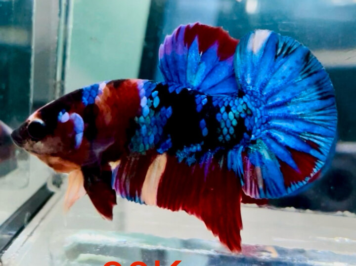 90K BLACK BASE MULTI TƠ