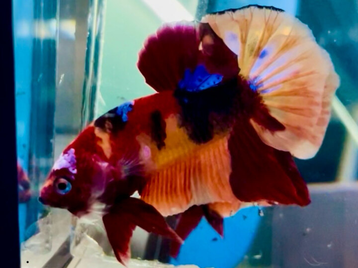 70K BASE TƠ MÀU ĐẬM