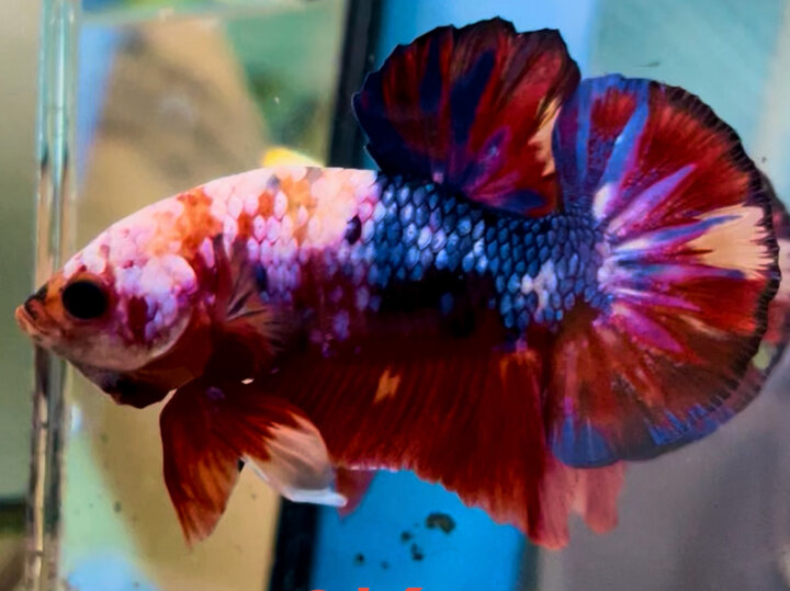 70K CANDY FORM LỰC