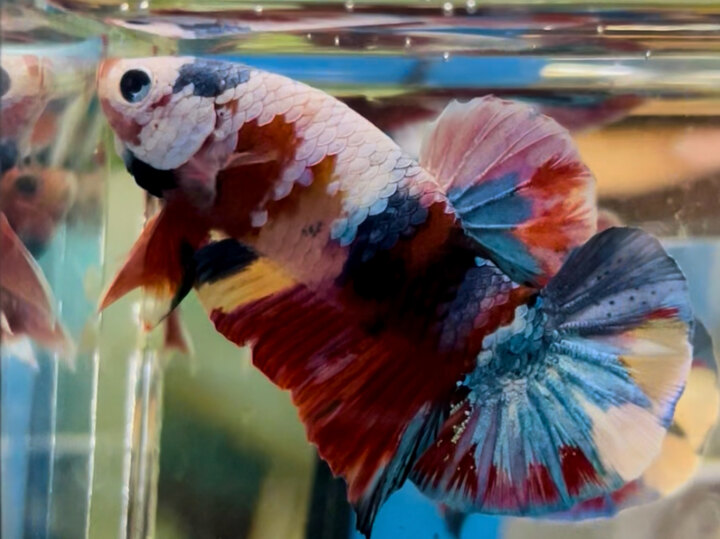 70K CANDY MULTI 2 MẶT