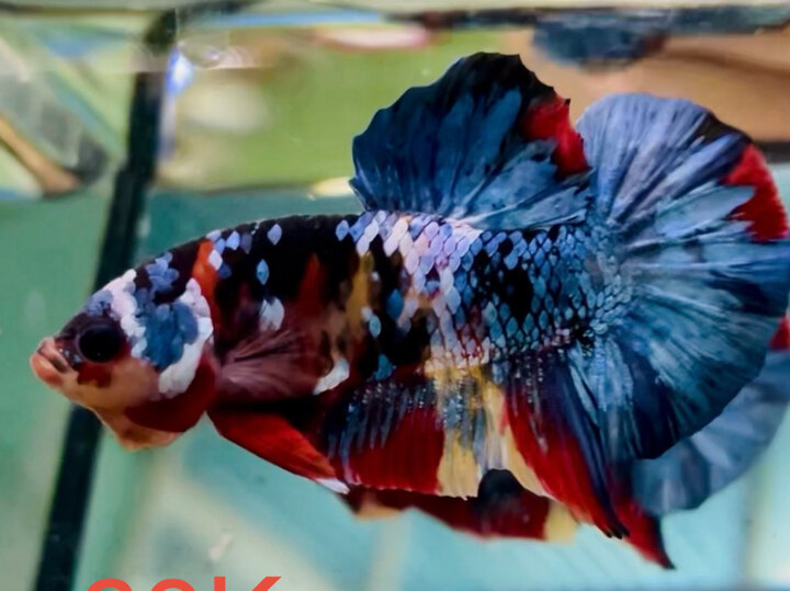 60K BLACK NEMO MULTI