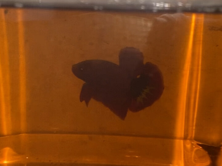 thanh lí 2 bé red fc tặng thêm 2bé trống 150k