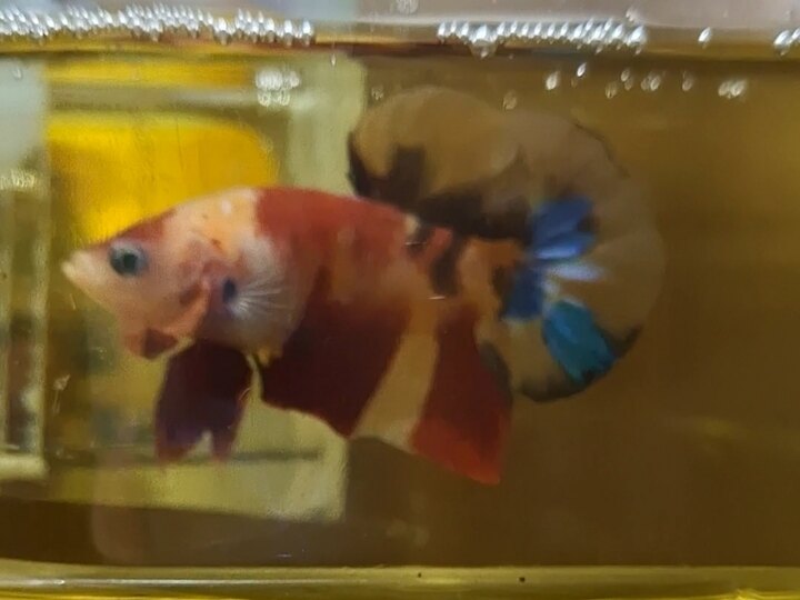 Nemo nền vàng luôn nha