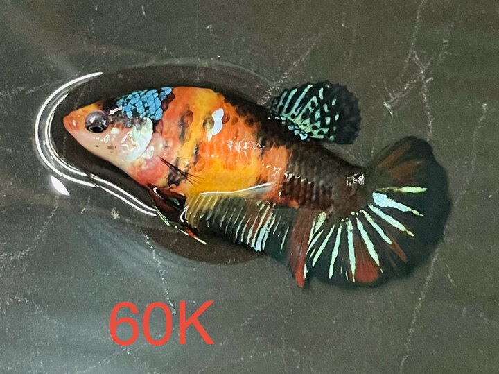60K MÁI BLACK NEMO VÀNG ĐEN CĂNG