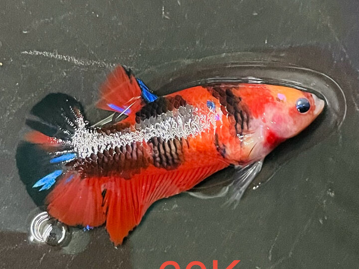 60K MÁI NEMO BASE ĐỎ RỰC