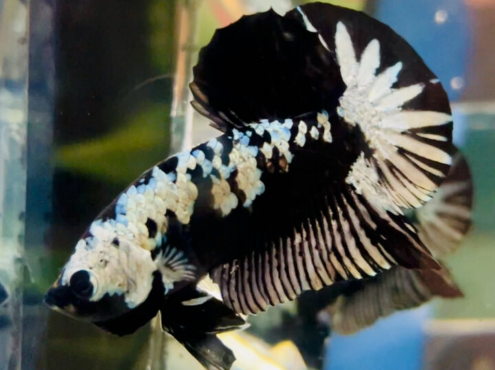 70K SAMURAI COPPER VẢY SÁNG ĐẸP