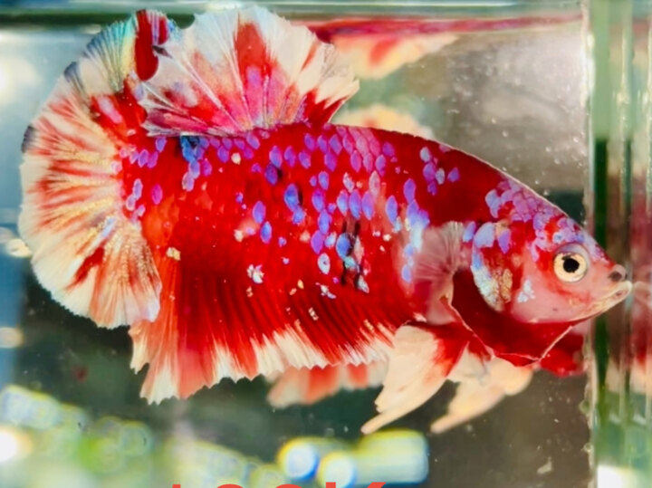 100K KOI RED GLX GOLD TƠ