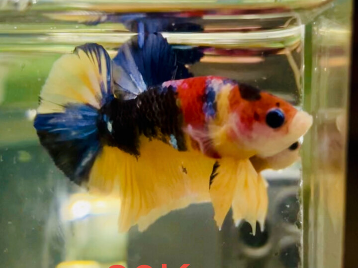 80K MULTI MẢNG NỀN VÀNG