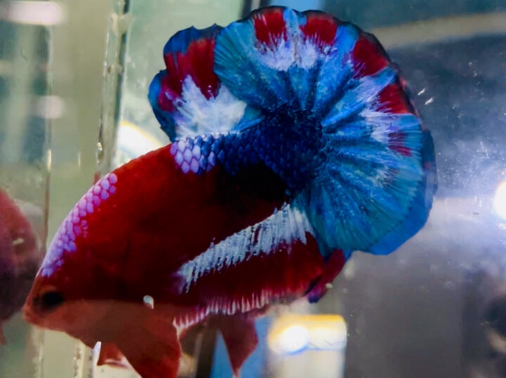 70K RED FANCY SIZE TO FORM GẤU