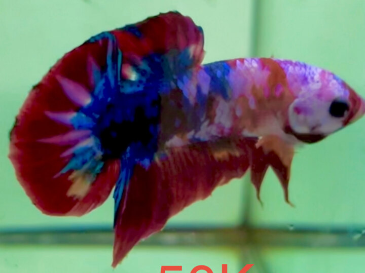 50K NEMO GALAXY TONE ĐỎ TƠ SIZE VỪA