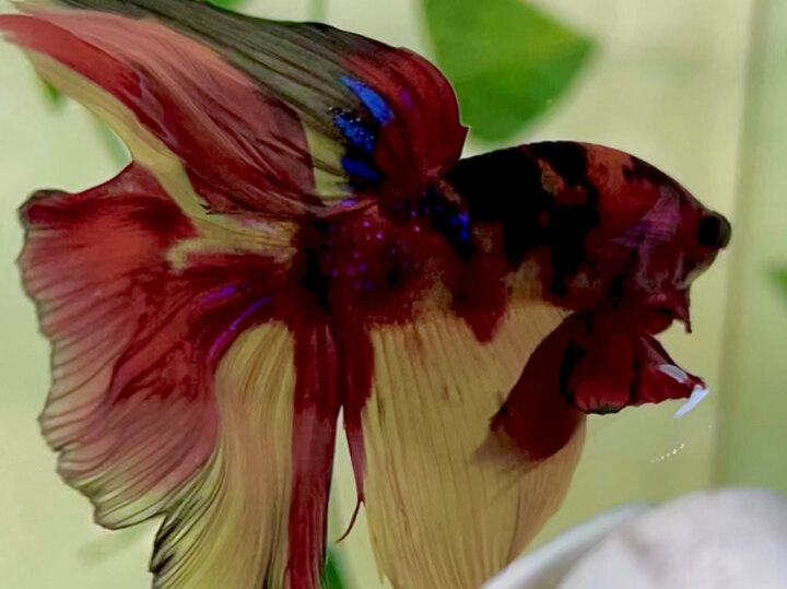 60K NEMO HALFMOON SIZE LỚN MÀU ĐẬM