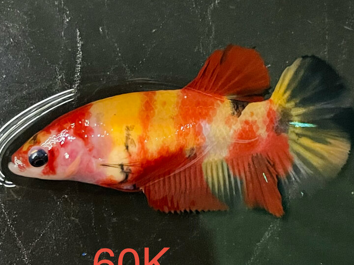 60K MÁI BASE NỀN VÀNG