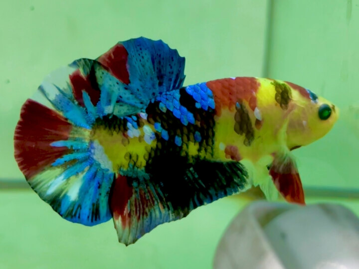 70K KOI RED GLX NEON SIZE TO