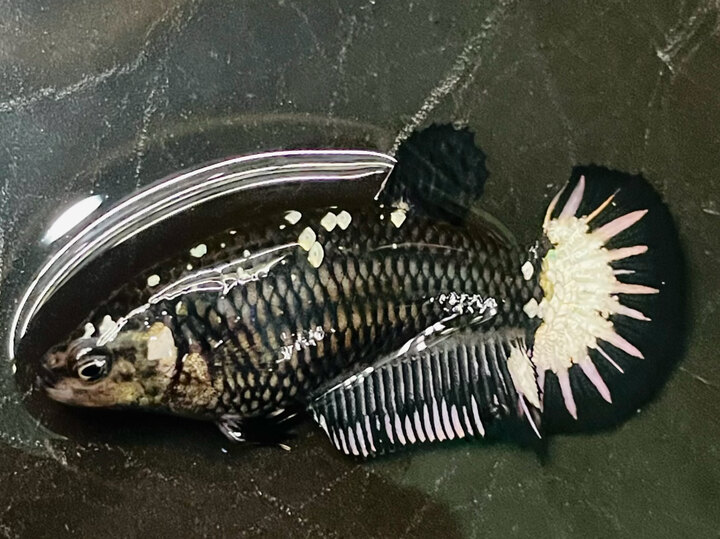 60K MÁI SAM MAMBA VIP