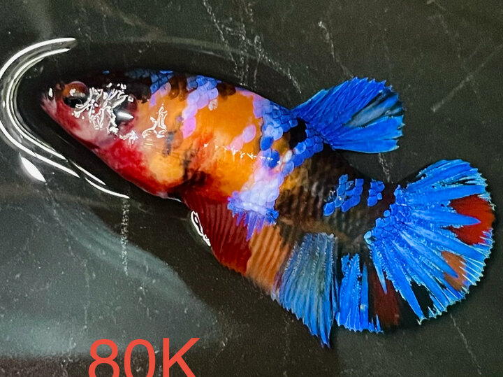80K MÁI MULTI MÀU ĐẬM