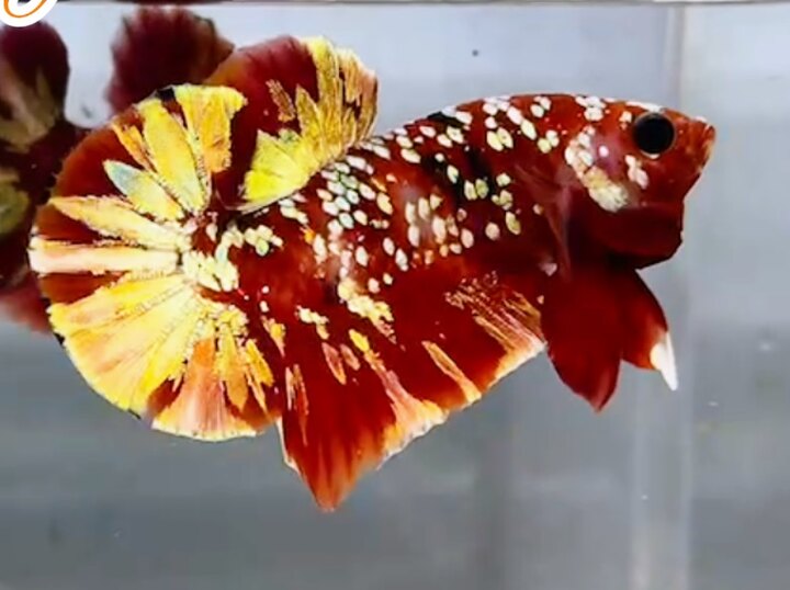 Koi Red Copper