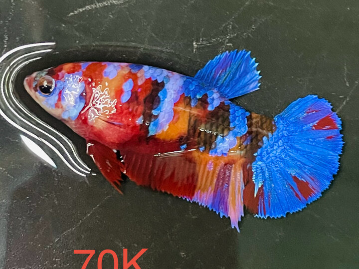 70K MÁI NEMO GALAXY FORM ĐẸP ĐẬM, BẦU CĂNG