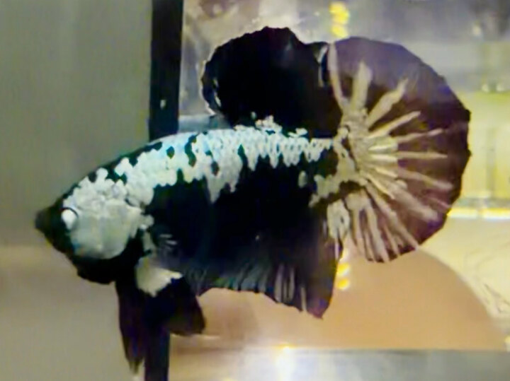 70K BLACM SAMURAI SIZE LỚN