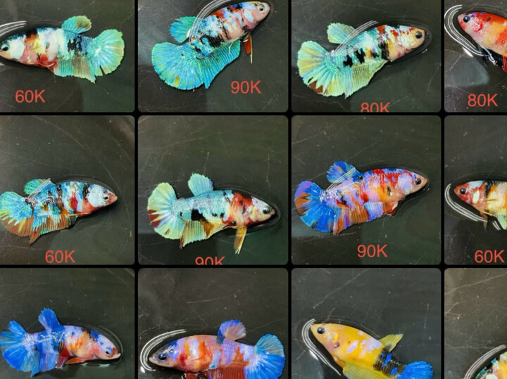 50-120K/ BÉ LÔ MÁI VIP MỚI FORM CĂNG TRỨNG ÉP LIỀN