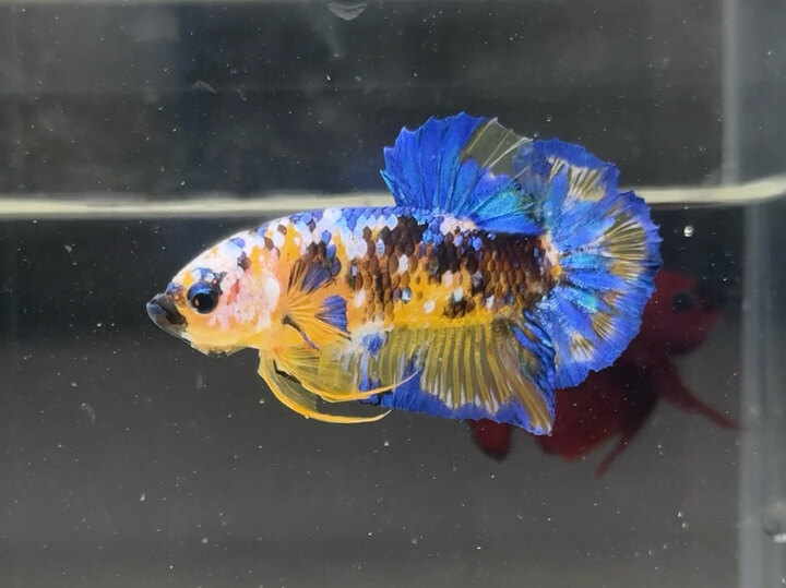 Koi yellow