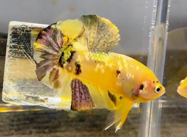 Koi Yellow Copper
