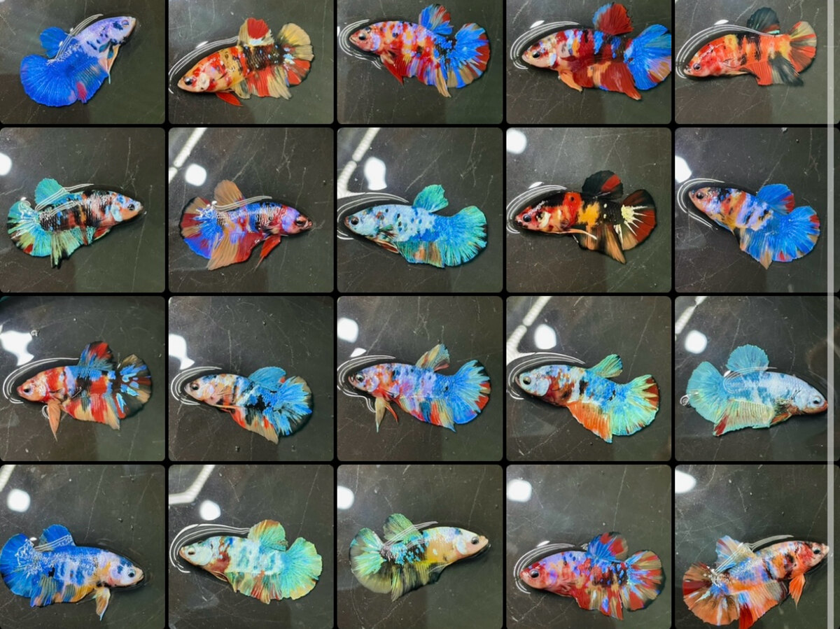 250K COMBO 5 TRỐNG TẶNG 1 FREESHIP