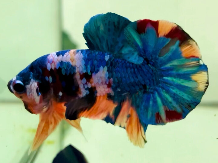 60K CANDY TONE XANH SIZE TRUNG