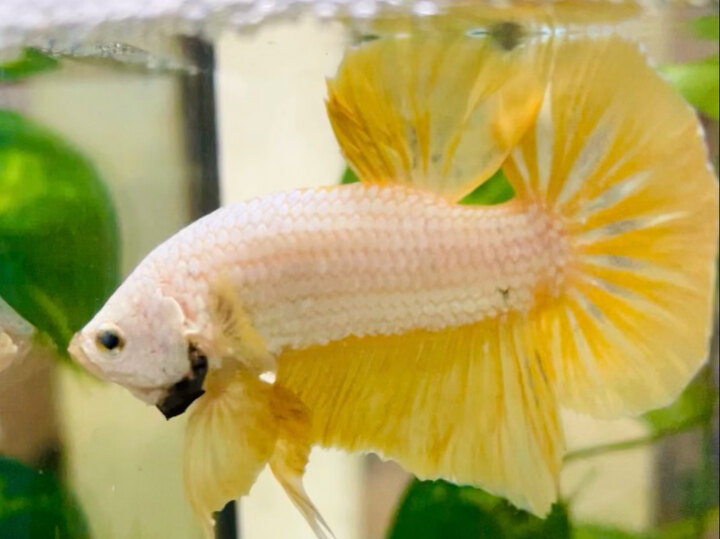 60K YELLOW GRAGON SIZE TO FORM ĐẸP VÀNG TƯƠI